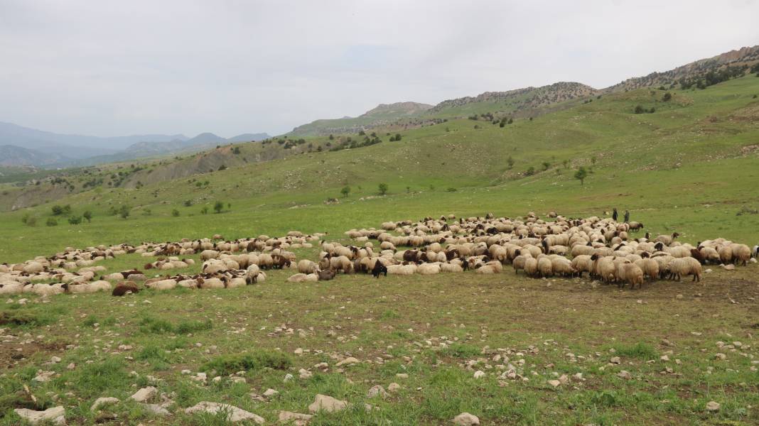 Serin yaylalara göç: Siirtli koçerlerin Herekol eteklerine doğru 'kolektif' yolculuğu 6